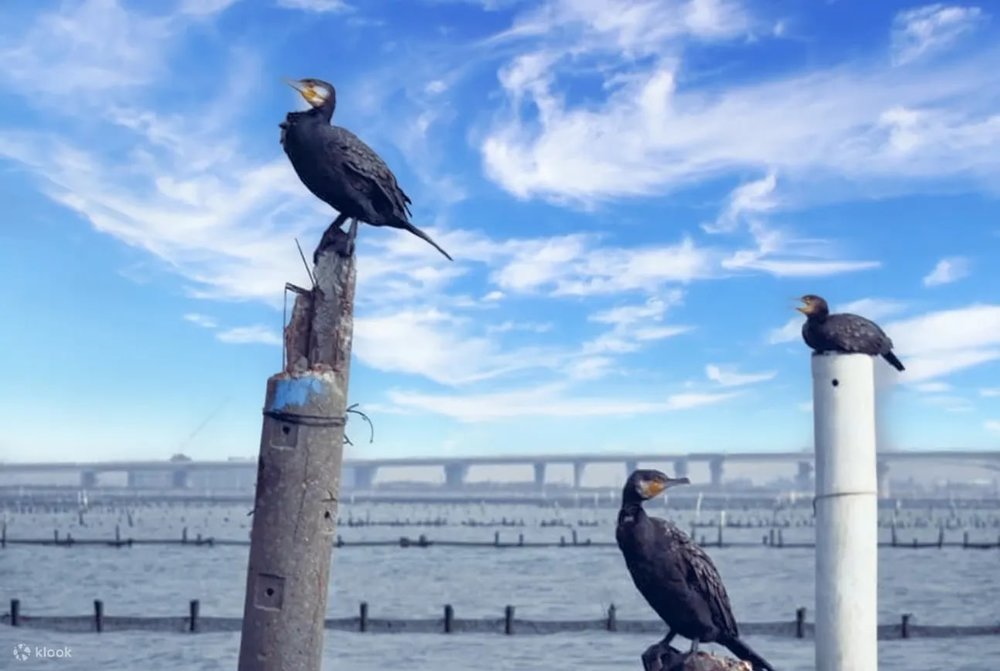 七股潟湖濕地, 台南, 台南自駕遊