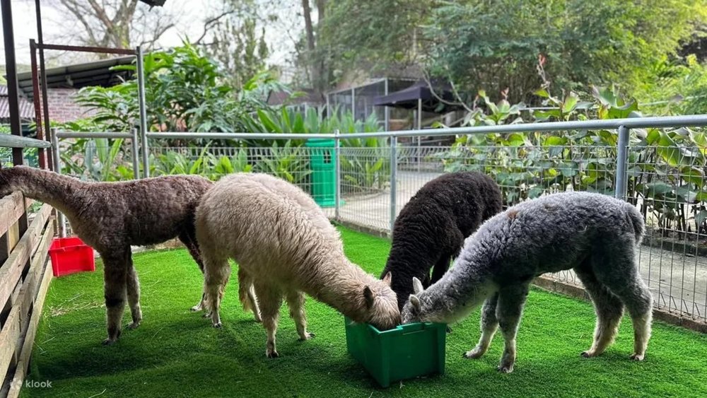 BM G2G Animal Garden