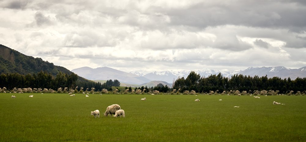 Sheeps in new zealand 