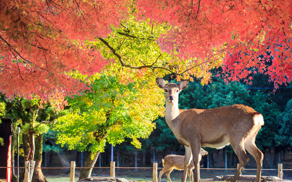 du-lich-nhat-ban-thang-11