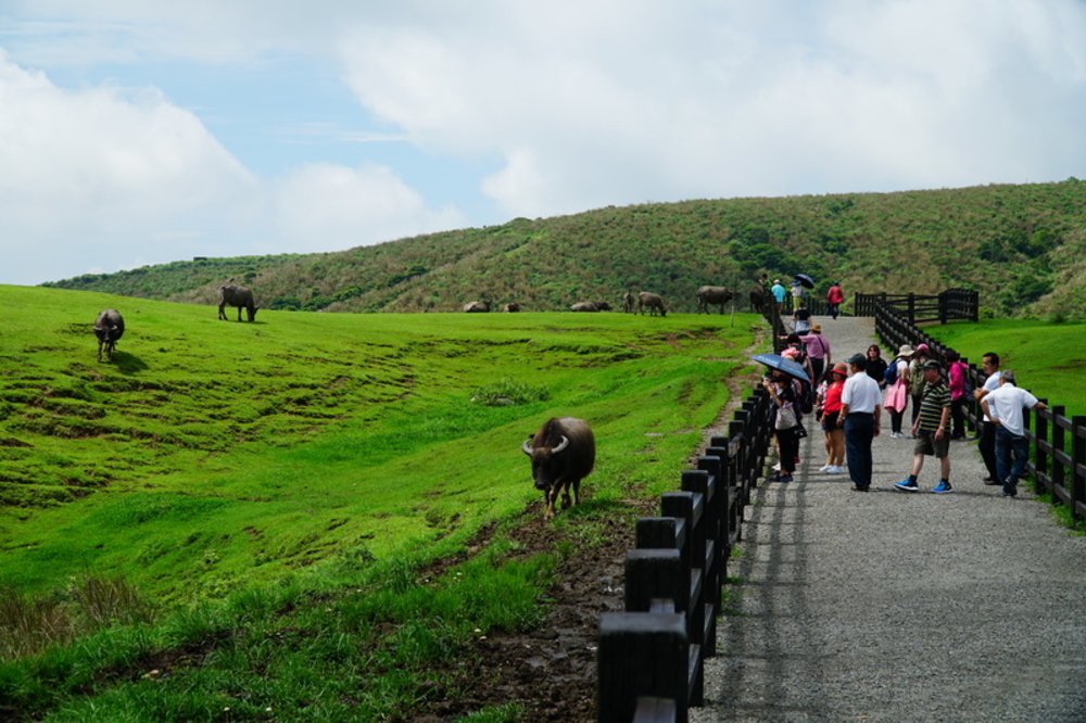 擎天崗, 陽明山, 台北自駕遊, 台北租車