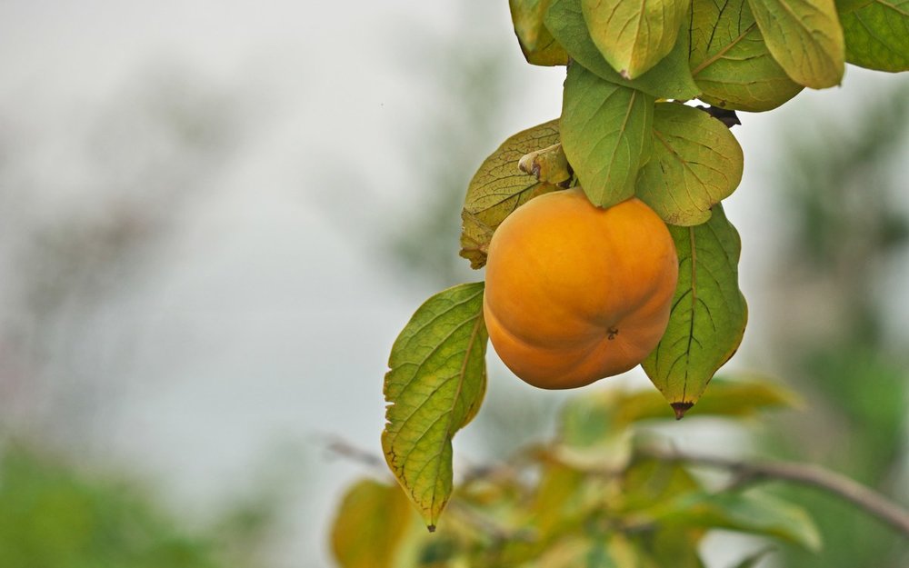 Các Món Ăn Ngon Ở Nhật Bản Vào Tháng 10