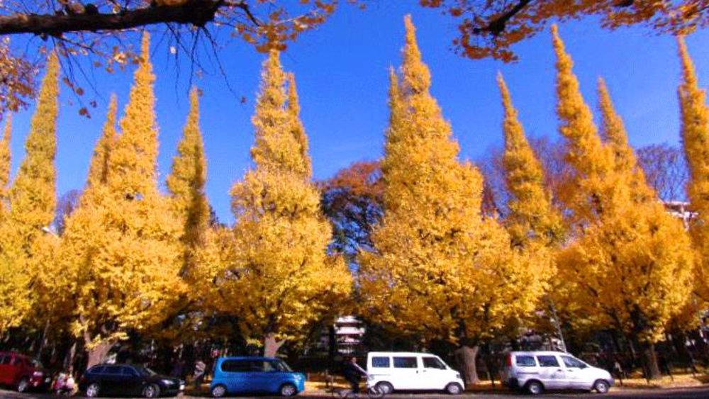 autumn foliage japan 2024 