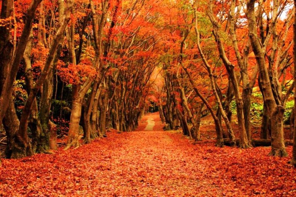 japan autumn foliage 2024
