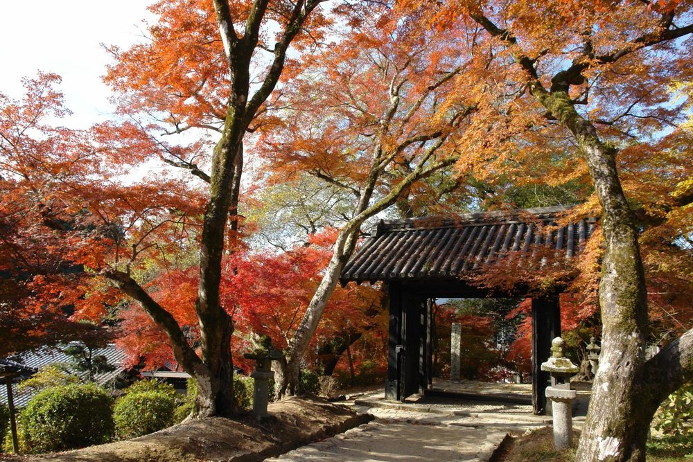 japan autumn foliage 2024