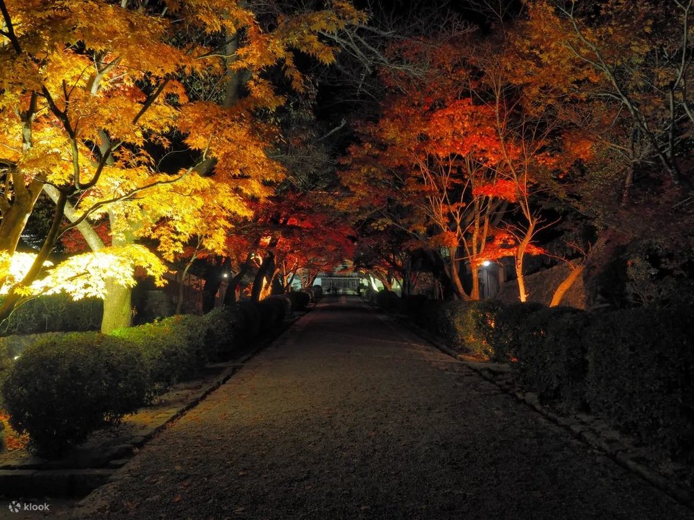 Miidera Temple Autumn Leaves Illumination + Metasequoia Tree Lined Day Tour (Shiga / Osaka departure)