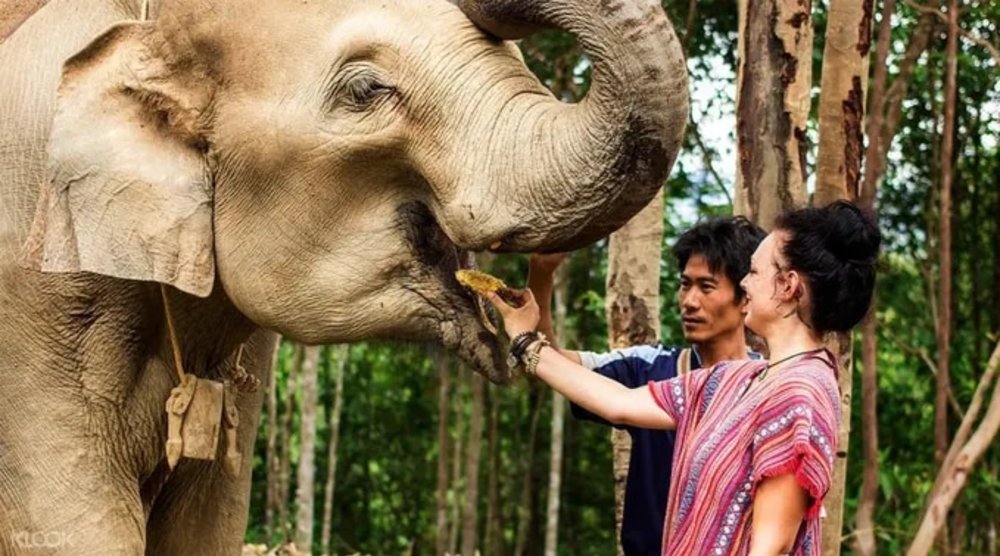 普吉島自由行｜大象保護營地