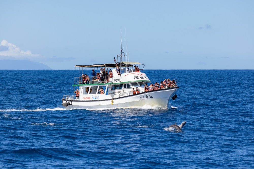 Chuyến Đi Ngắm Cá Voi