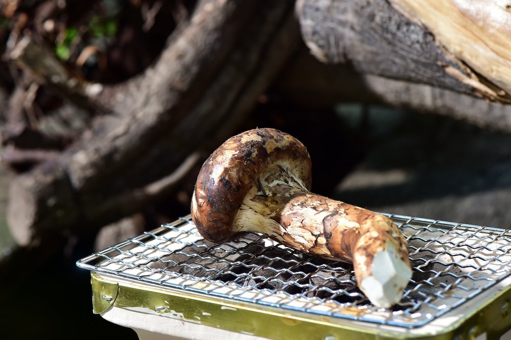 Matsutake Mushroom