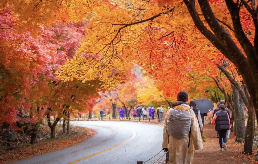 where to see autumn leaves in korea