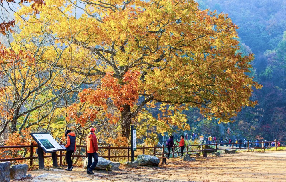 where to see autumn leaves in korea