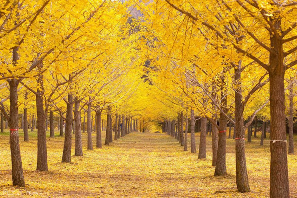 where to see autumn leaves in korea