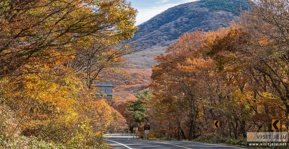 where to see autumn leaves in korea