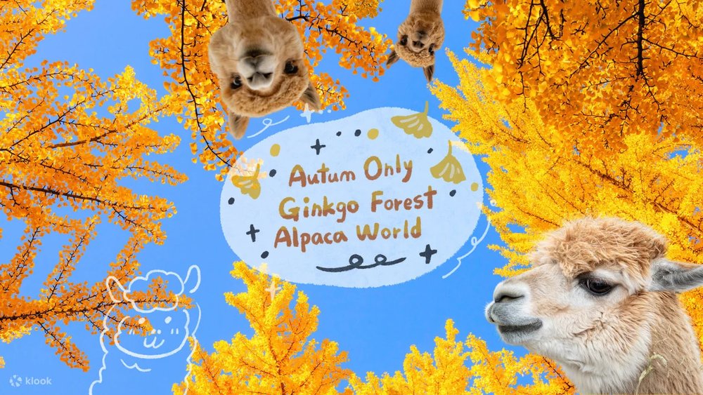 where to see autumn leaves in korea