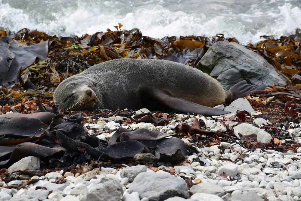 New Zealand South Island Road Trip Itinerary - Close up of a New Zealand fur seal snoozing on a rocky beach in Kaikoura