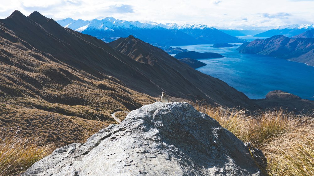 New Zealand South Island Road Trip Itinerary - A bird perched atop a rock with Lake Wanaka in the background