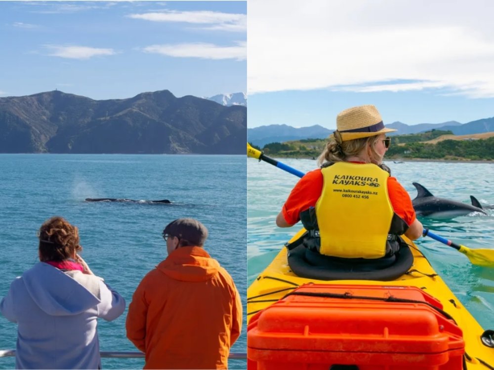 New Zealand South Island Road Trip Itinerary - Things to do in Kaikoura
