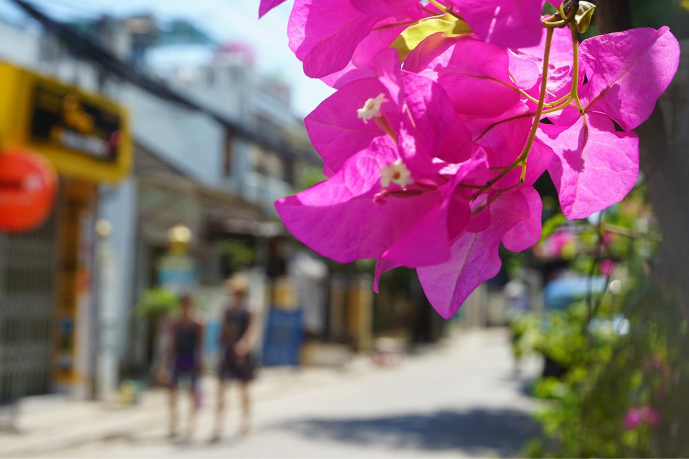 Giàn Hoa Giấy Dọc Sông Hoài Ở Hội An