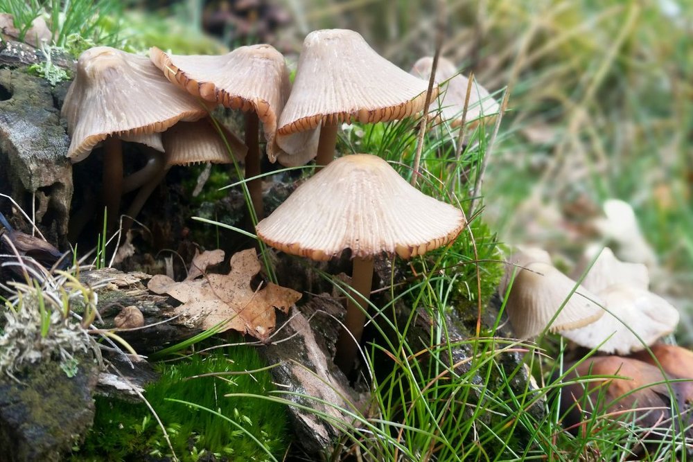 Nên Đi Làng Nấm Đà Lạt Mùa Nào?