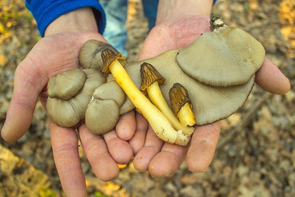 Giá Vé Làng Nấm Đà Lạt Tham Khảo