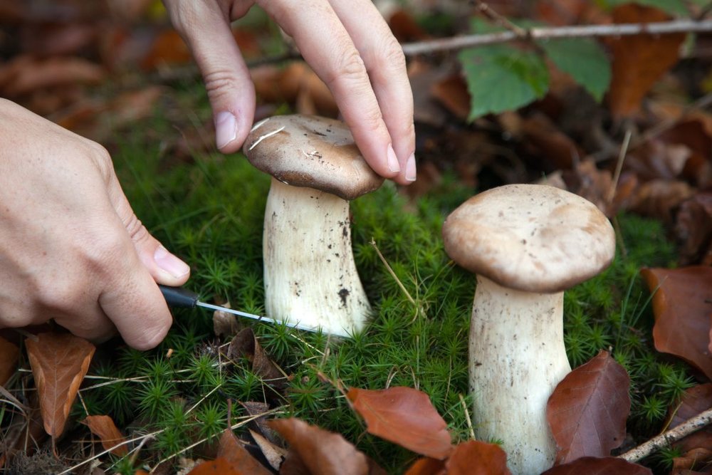 Làng Nấm Đà Lạt Có Gì Chơi? Một Vài Gợi Ý Hấp Dẫn Dành Cho Hội Tự Túc