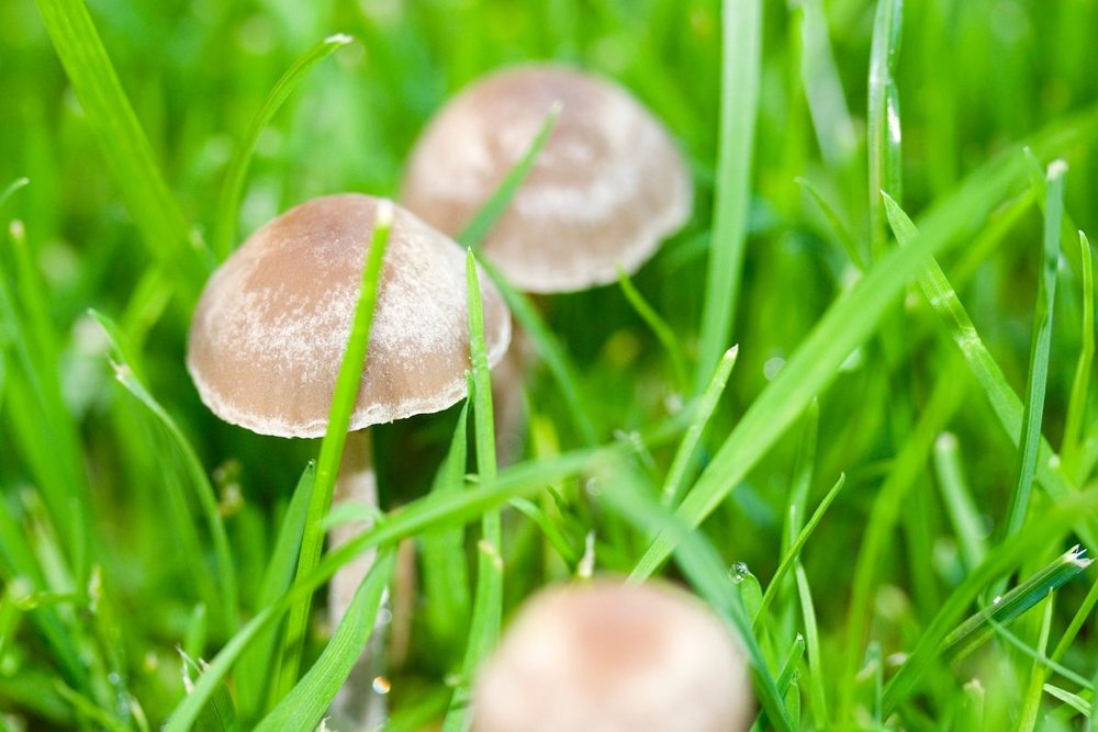 Giờ Mở Cửa Làng Nấm Đà Lạt