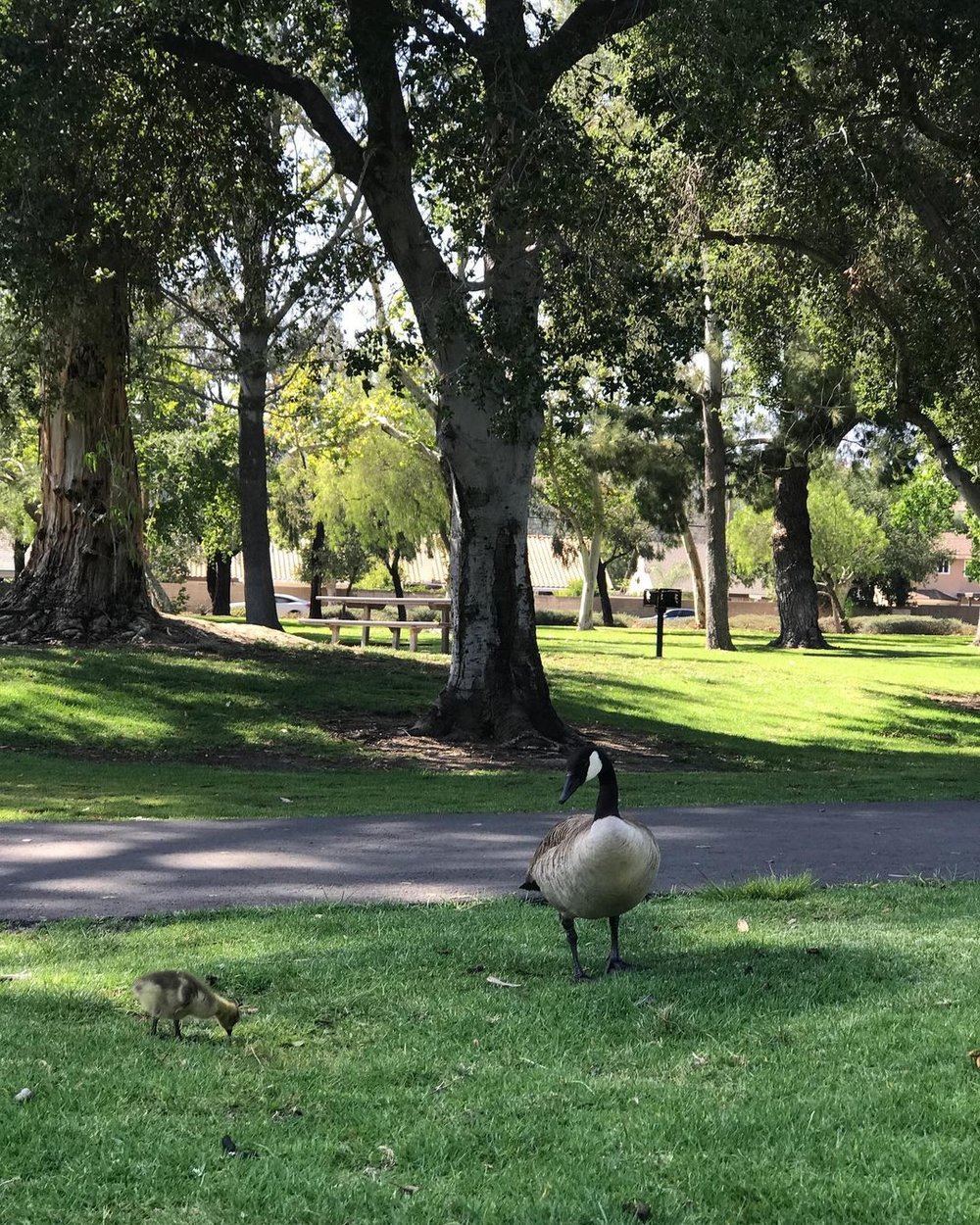 US アナハイム 観光 ヨルバ リージョナルパーク（Yorba Regional Park）