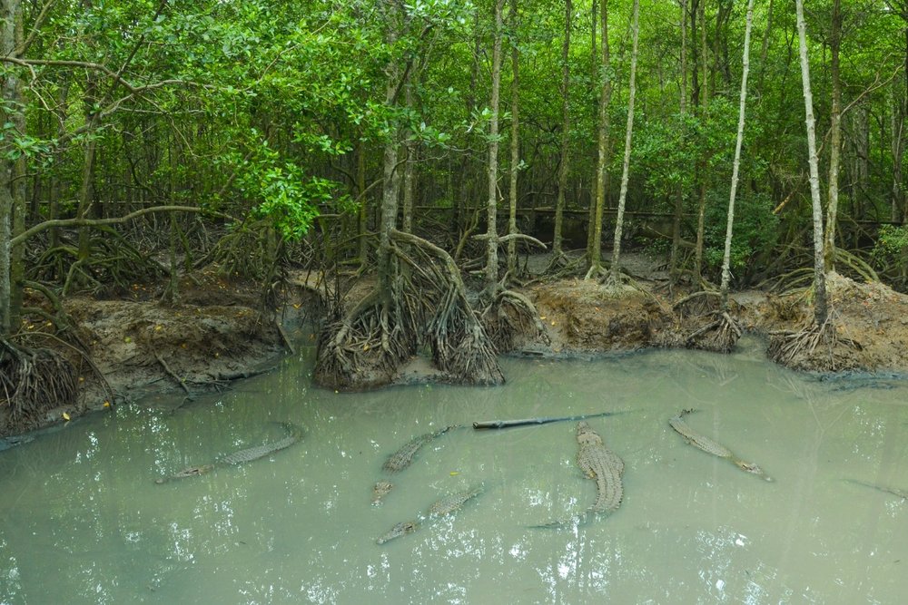 Khu Du Lịch Vàm Sát Cần Giờ