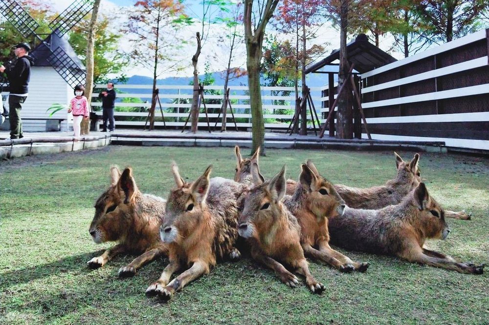 Trang Trại Zhang Mei Ama Farm - Nghi Lan