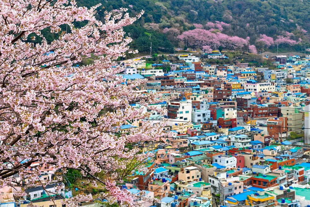 Làng Văn Hóa Gamcheon: "Santorini Của Hàn Quốc" Với Triệu Góc Ảnh