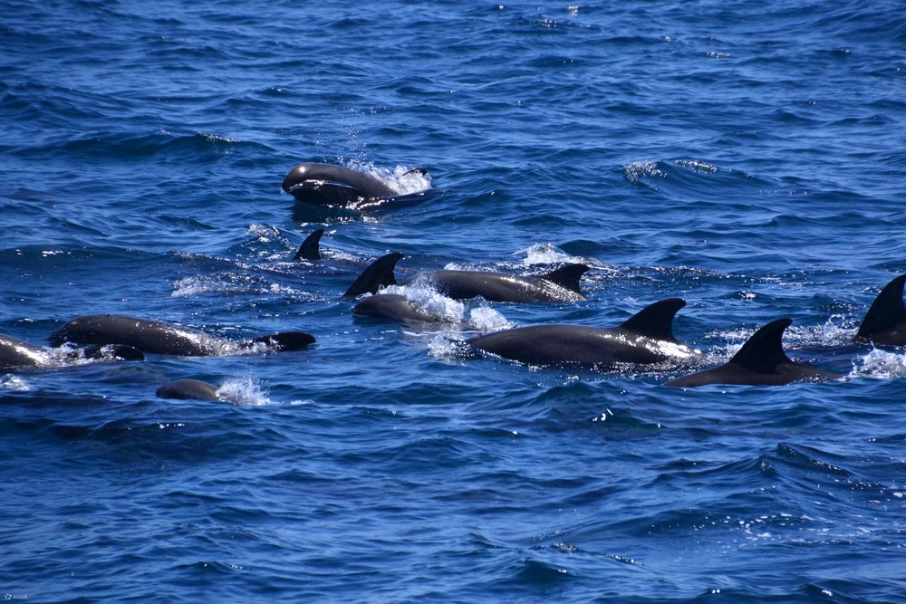 Ngắm Cá Voi Ở Hoa Liên
