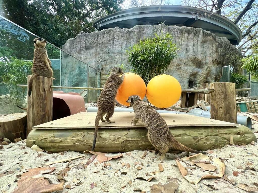 Vườn Thú Thọ Sơn - Cao Hùng