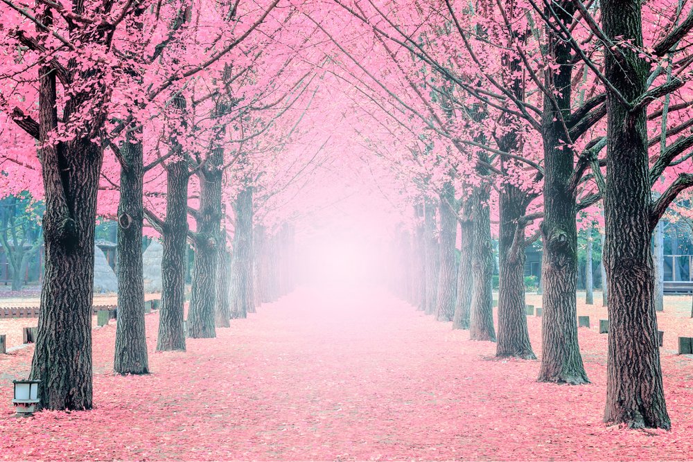 Ngắm hoa anh đào