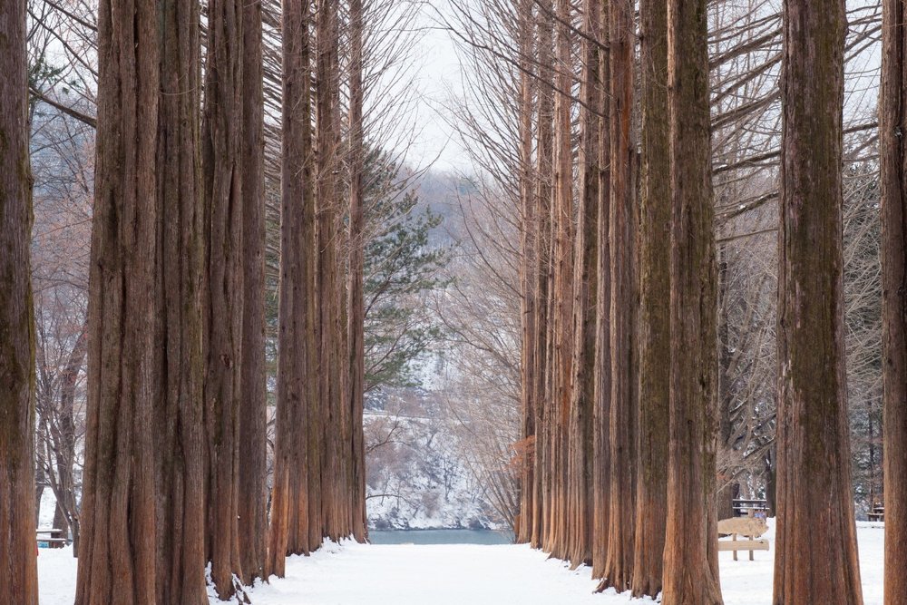 Du Lịch Đảo Nami Mùa Đông: Tháng 11, Tháng 12, Tháng 2