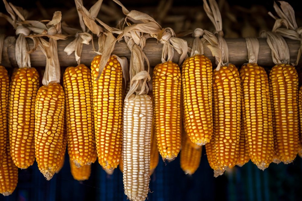 Thưởng Thức Ẩm Thực Địa Phương Tại Fansipan