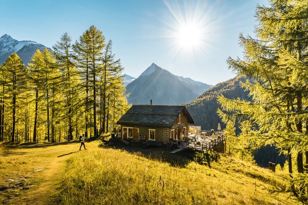 瑞士阿爾卑斯山 - 高山蘑菇尋寶及美食饗宴