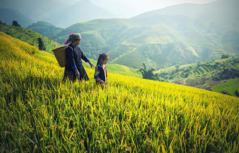Rice field in Muong Hoa Valley