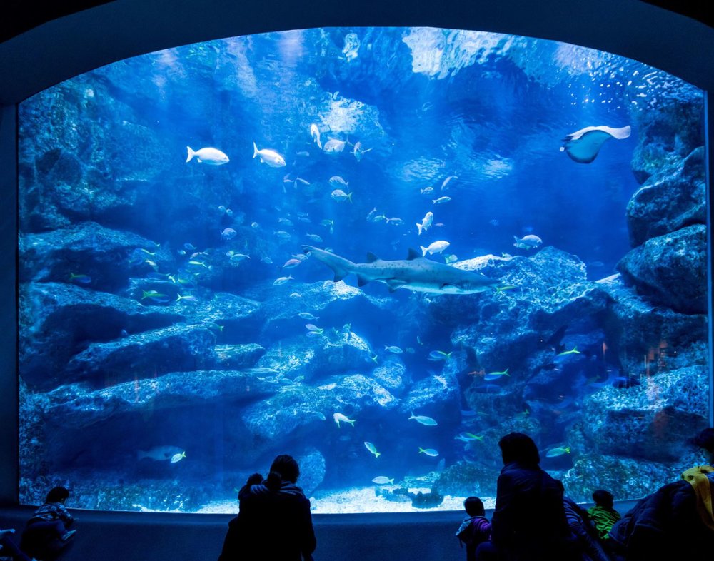 Sumida Aquarium, Photo from Go Tokyo