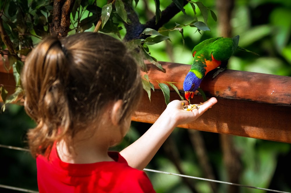 Girl feeding a parrot