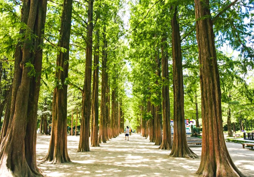 Metasequoia Tree Lane