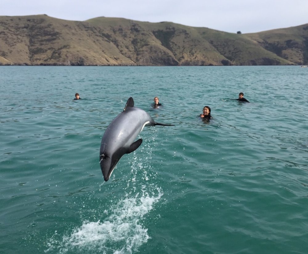[HK] 阿卡羅阿海港與海豚共游體驗