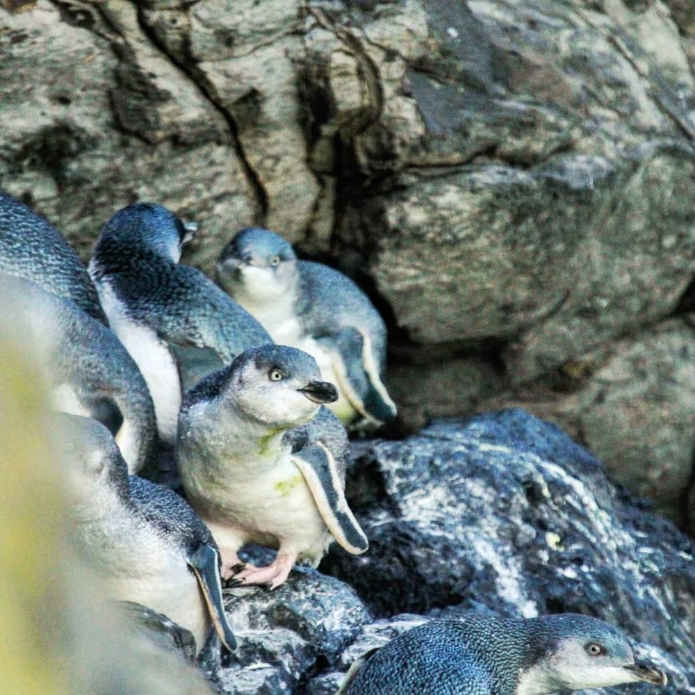 [HK] 波哈圖觀賞企鵝