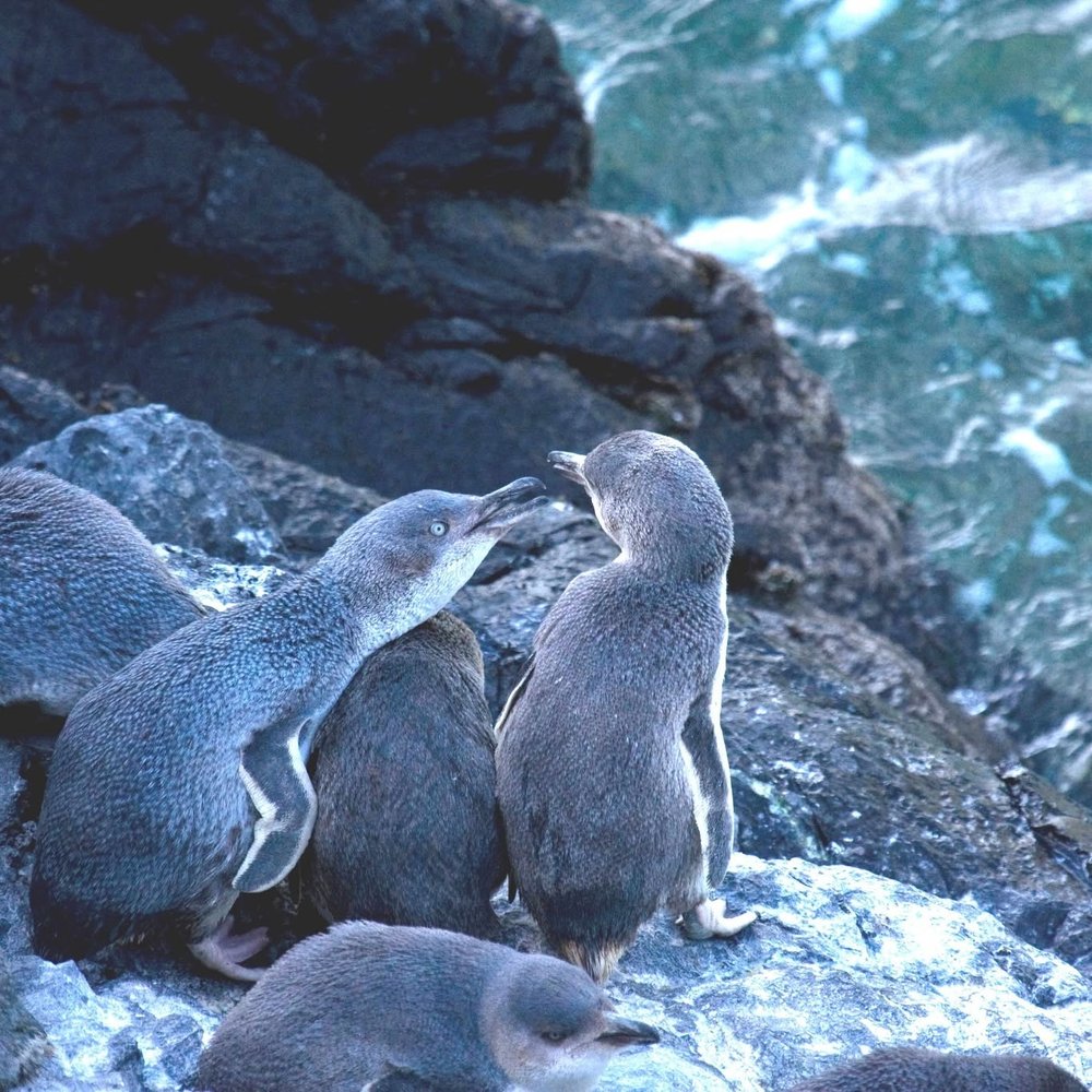 [HK] 波哈圖觀賞企鵝