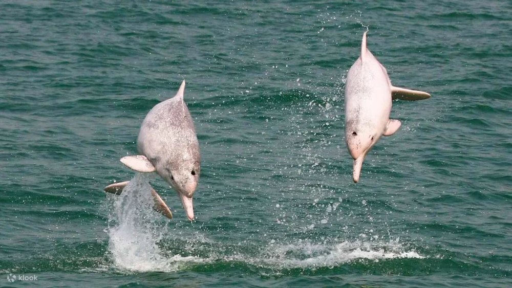 family friendly things to do in hong kong pink dolphin