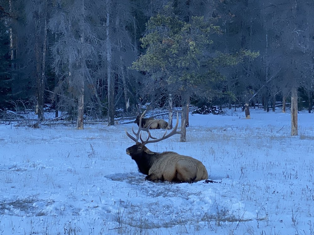Elks spotted in Jasper National Park