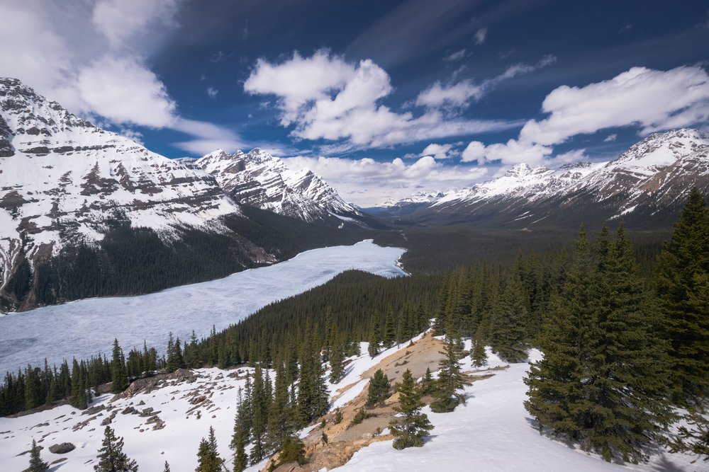 Peyto lake wolf head