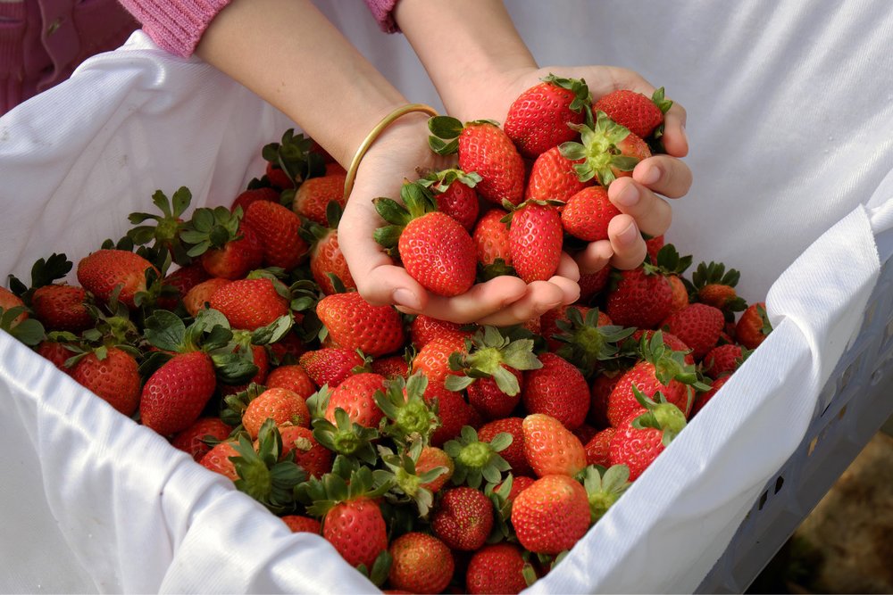 Vườn Dâu Bà Lan Đà Lạt