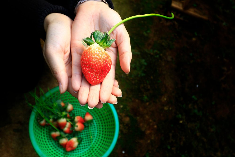 Vườn Dâu Biofresh Đà Lạt