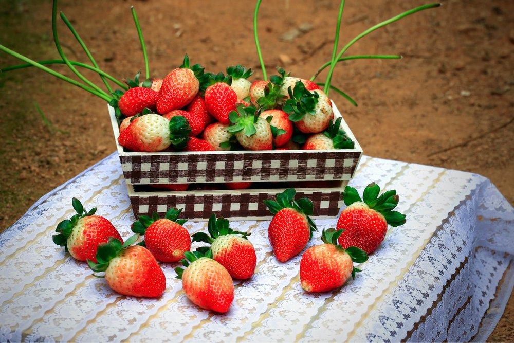 Vườn Dâu 88 Thánh Mẫu Đà Lạt