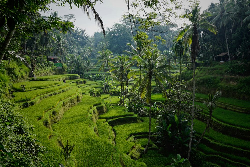 bali travel requirements ubud 